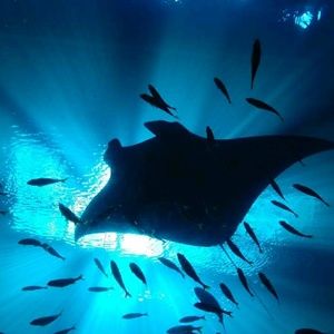 Meet your Posher, Caitlin